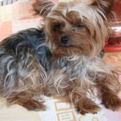 Photo de Yorkshire terrier