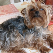 Photo de Yorkshire terrier