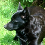 Photo de Schipperke