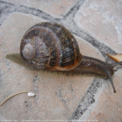 Photo d'Escargot