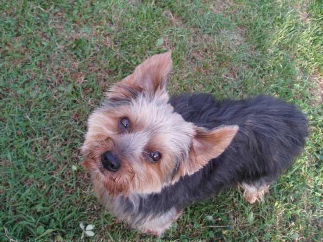 Photo de Yorkshire terrier