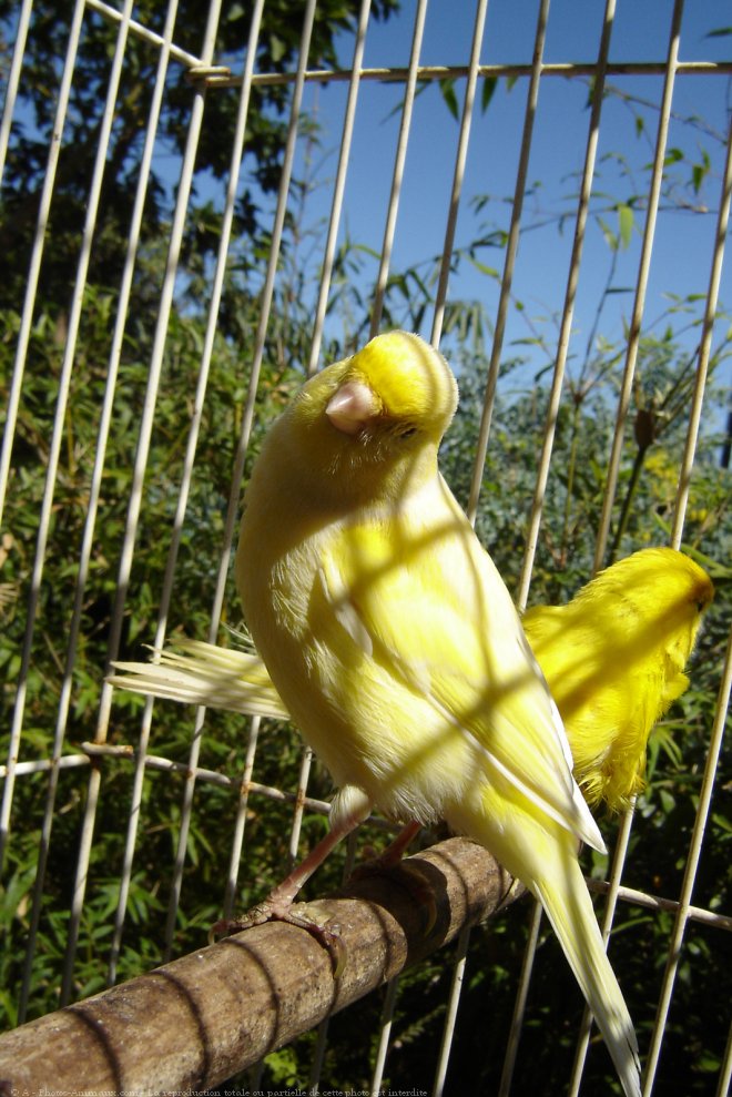 Photo de Canari