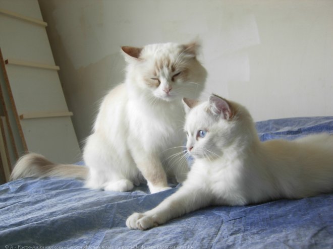 Photo de Ragdoll