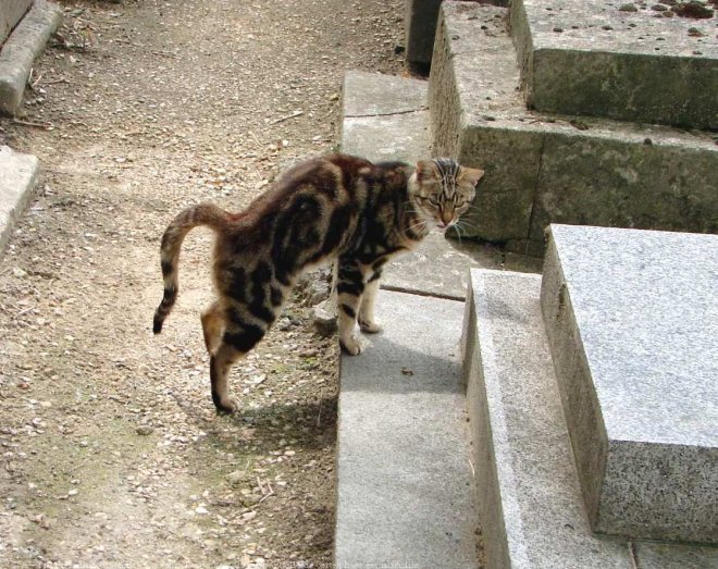 Photo de Chat domestique