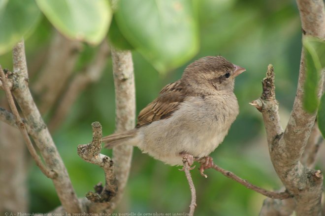 Photo de Moineau