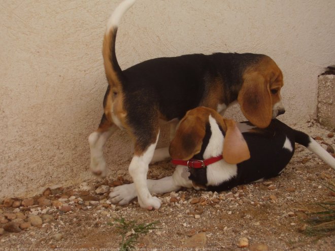 Photo de Beagle