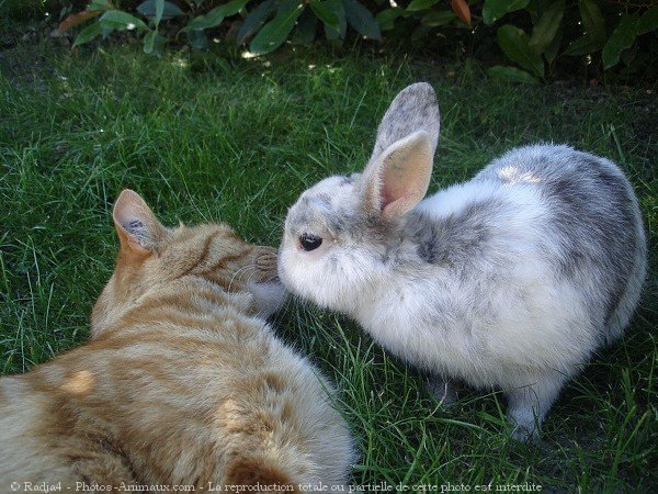 Photo de Races diffrentes