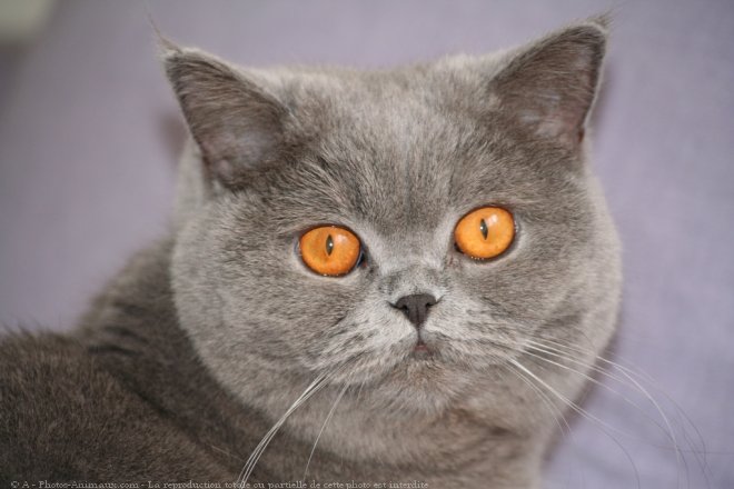 Photo de British shorthair