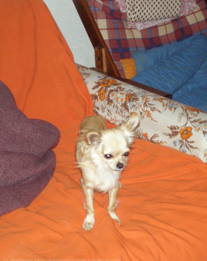 Photo de Chihuahua  poil long