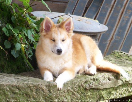 Photo de Chien de berger islandais