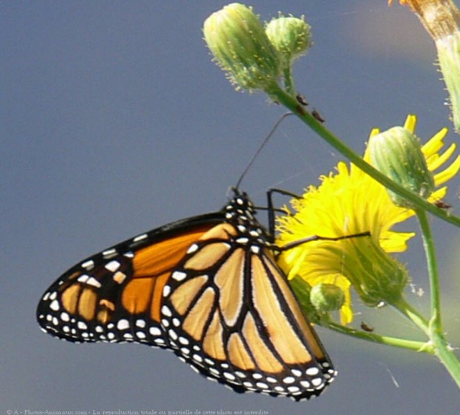 Photo de Papillon