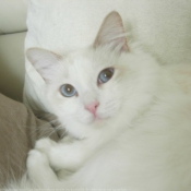 Photo de Ragdoll