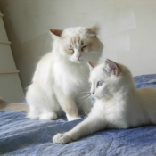 Photo de Ragdoll