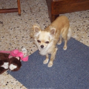 Photo de Chihuahua  poil long