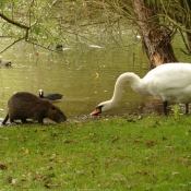 Photo de Races diffrentes