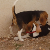 Photo de Beagle