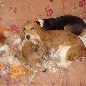 Photo de Beagle