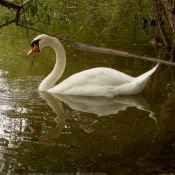 Photo de Cygne