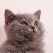 Photo de British shorthair