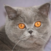 Photo de British shorthair