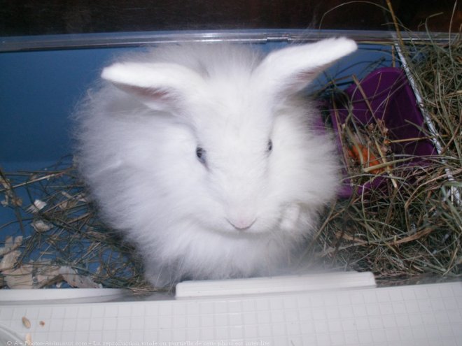 Photo de Lapin