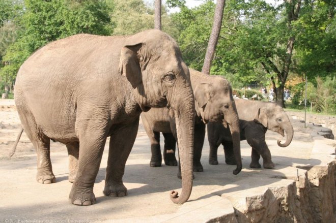 Photo d'Elphant d'afrique