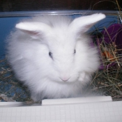 Photo de Lapin