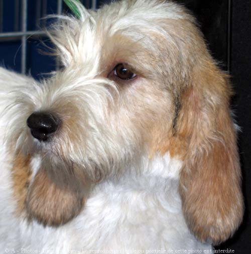 Photo de Petit basset griffon venden