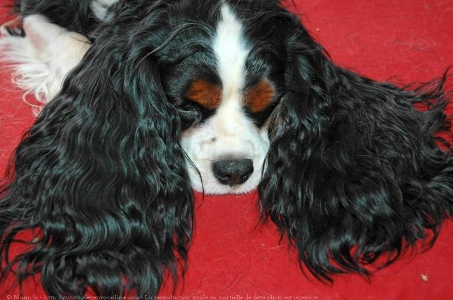 Photo de Cavalier king charles spaniel