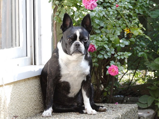 Photo de Boston terrier