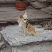 Photo de Chihuahua  poil long