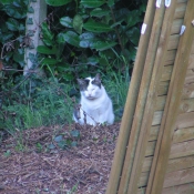 Photo de Chat domestique