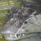 Photo de Crocodile