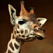 Photo de Girafe