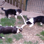 Photo de Welsh corgi cardigan