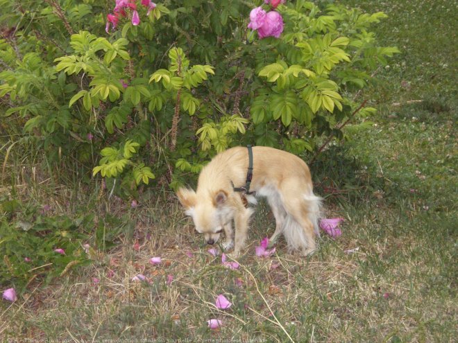 Photo de Chihuahua  poil long