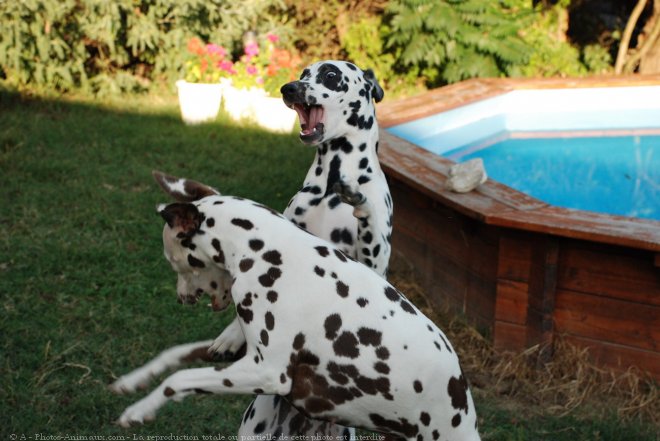 Photo de Dalmatien