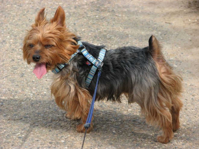 Photo de Yorkshire terrier