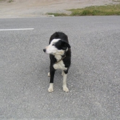 Photo de Border collie