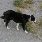 Photo de Border collie