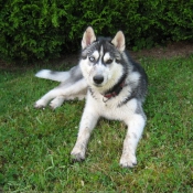 Photo de Husky siberien