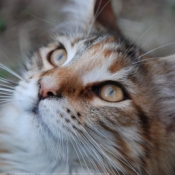 Photo de Maine coon