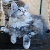 Photo de Maine coon