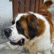 Photo de Saint-bernard poil long