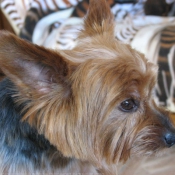 Photo de Yorkshire terrier