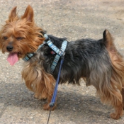 Photo de Yorkshire terrier