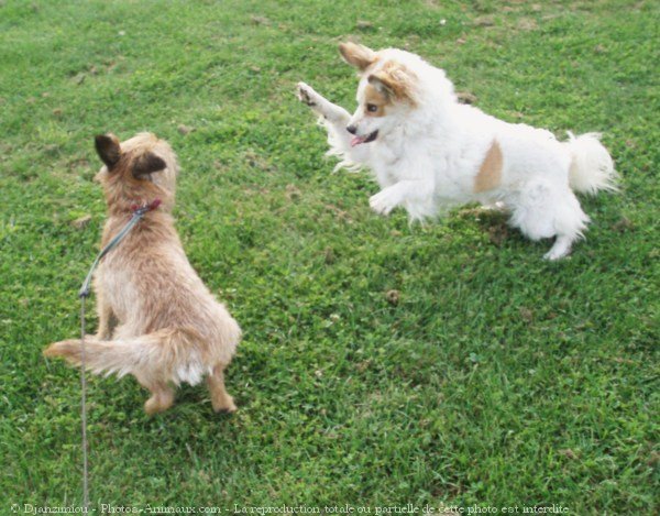 Photo de Border terrier