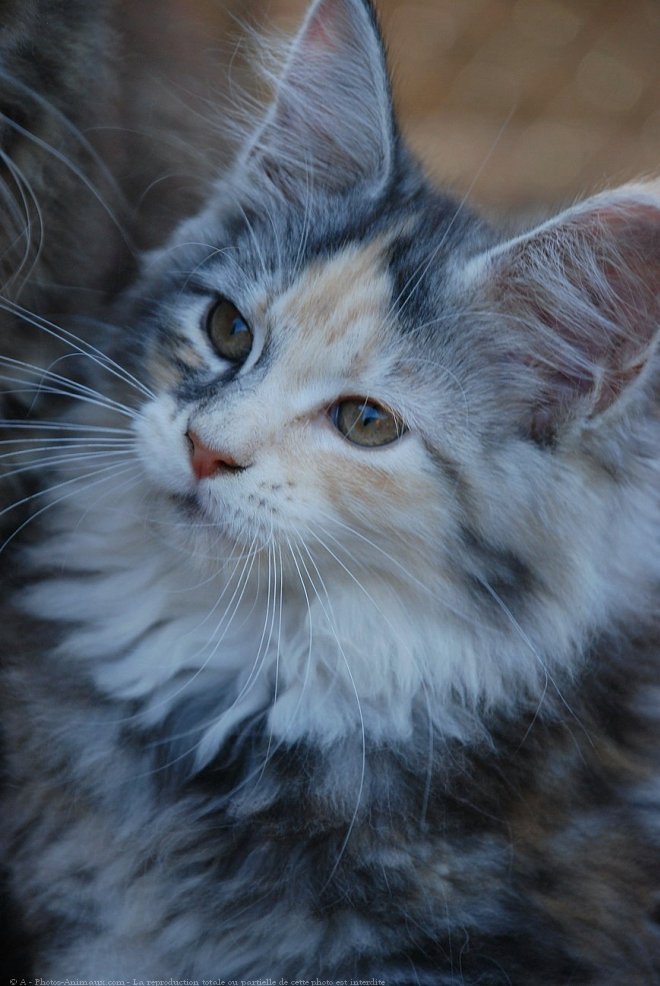 Photo de Maine coon