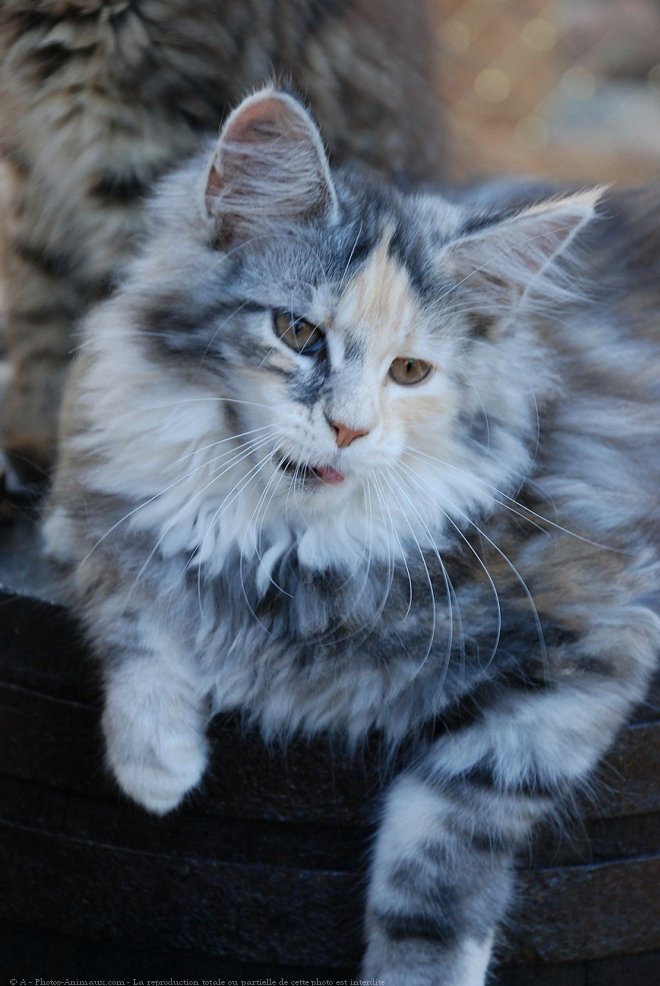 Photo de Maine coon