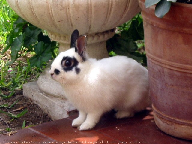 Photo de Lapin